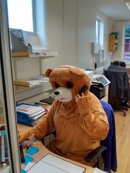 Bear in office